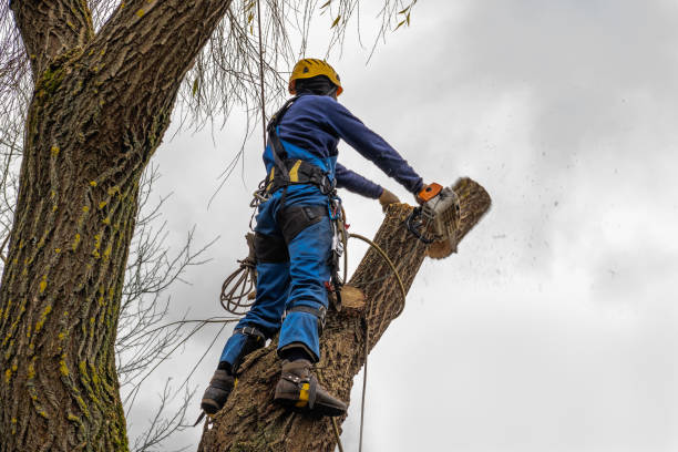 Best Tree Disease Treatment  in Salem, MO