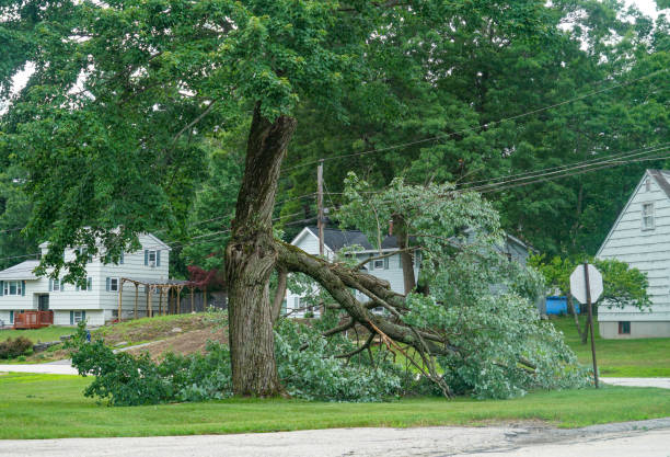 Best Hazardous Tree Removal  in Salem, MO